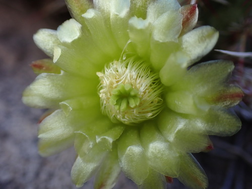 Echinocereus viridiflorus