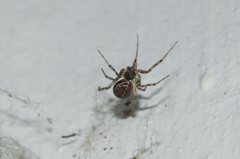 Steatoda castanea