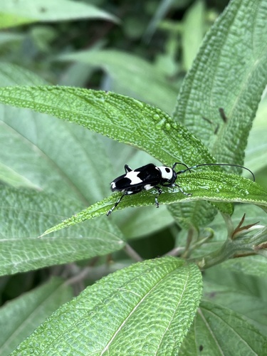 Paraglenea fortunei