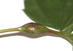 Neolasioptera vitinea