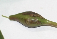 Neolasioptera vitinea