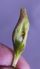 Neolasioptera vitinea