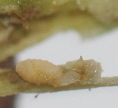 Neolasioptera vitinea