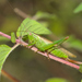Long-winged Conehead - Photo (c) Gilles San Martin, some rights reserved (CC BY-SA), uploaded by Gilles San Martin