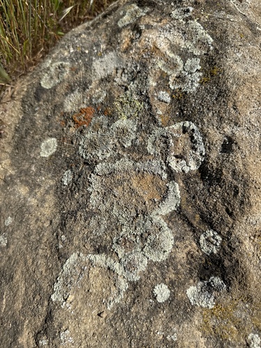 iNaturalist observation photo of Sagebrush Rim-lichen