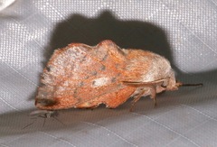 Phyllodesma americana