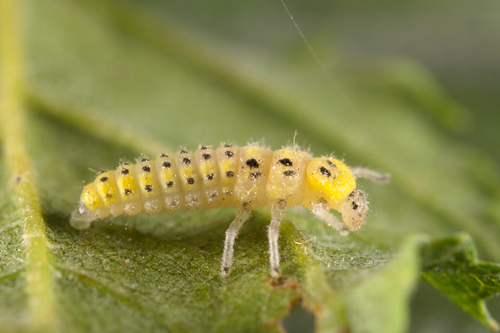 12-spot ladybird, photo 7 of 7