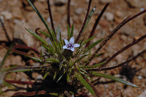 Navarretia divaricata
