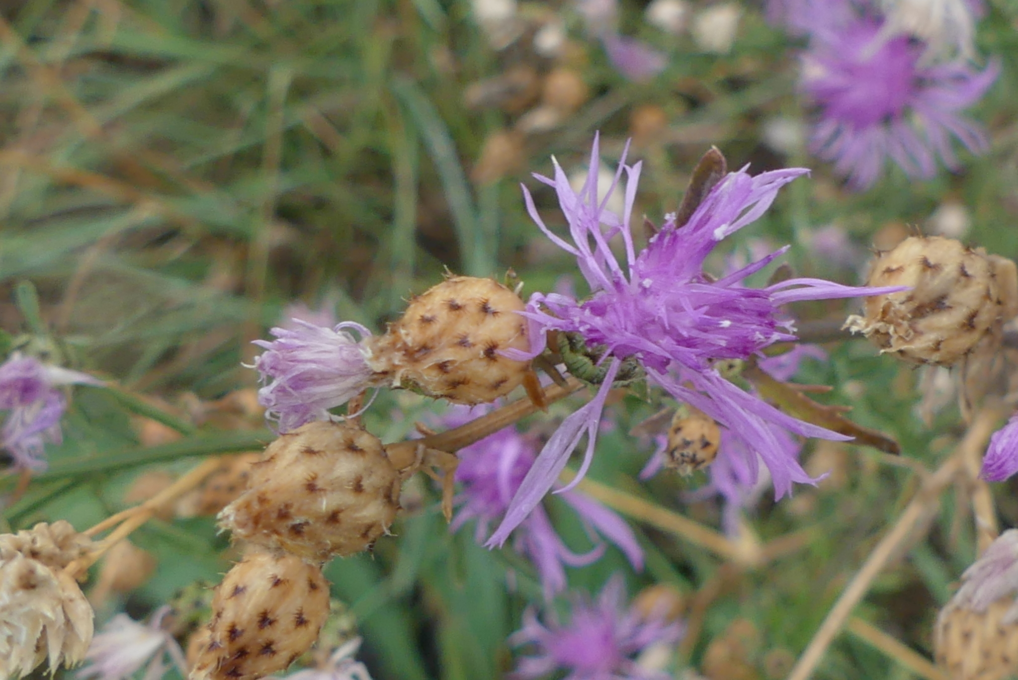 Centaurea stoebe ssp. stoebe