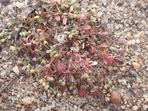 California manyseed (Polycarpon depressum)