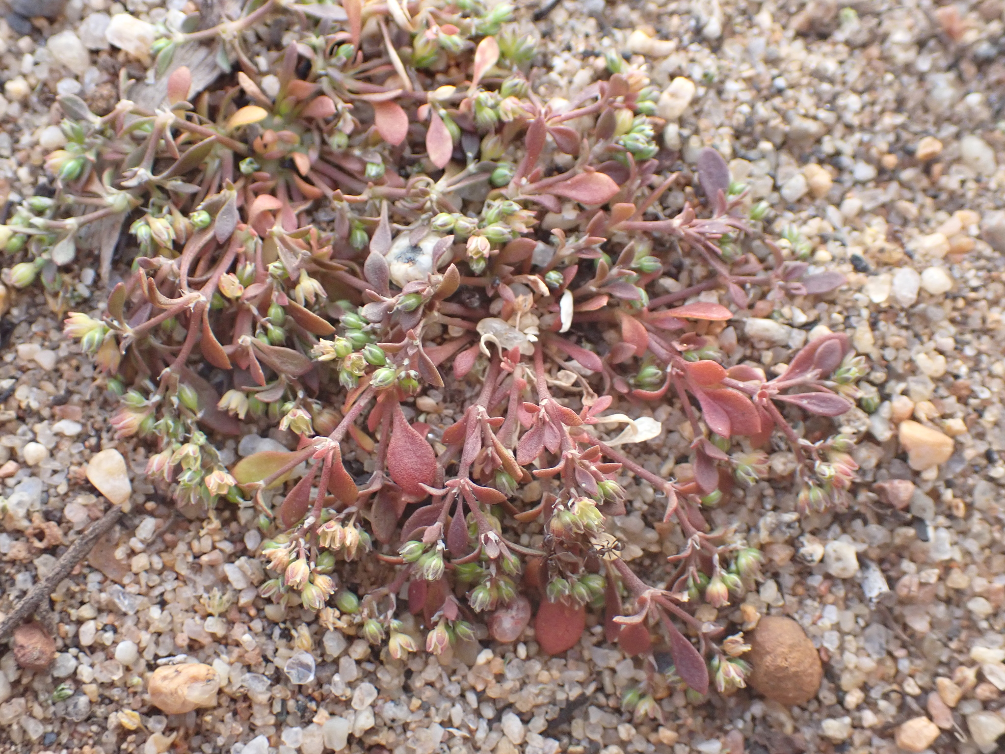 California Manyseed (Polycarpon depressum)