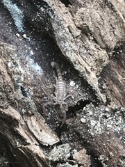 Pseudouroctonus kremani