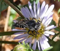 Coelioxys