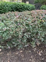 Loropetalum chinense