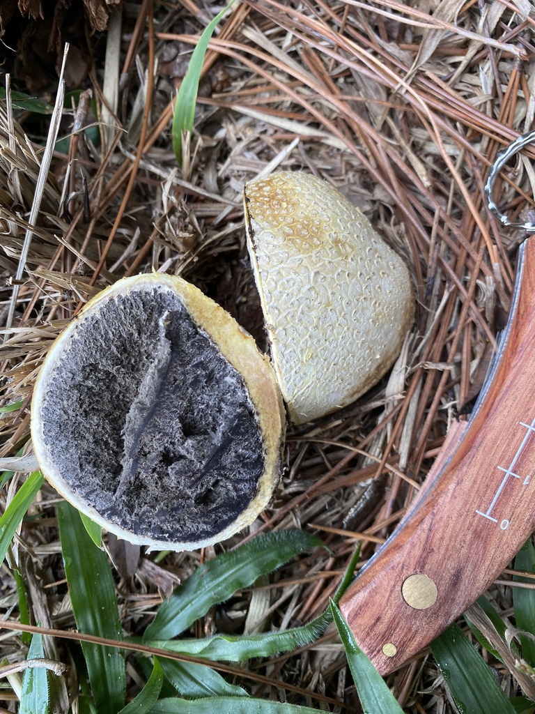 Scleroderma citrinum · May 2025 · photo: © tutitah (iNaturalist, cc0)