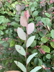 Loropetalum chinense