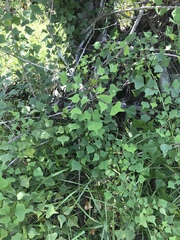 Erythrina herbacea image