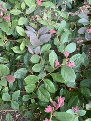 Loropetalum chinense