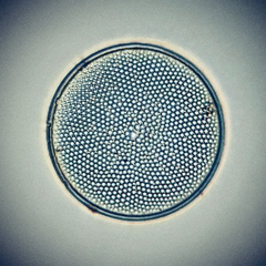 Coscinodiscophycidae