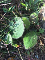 Borago officinalis