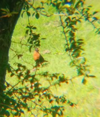 Turdus rufitorques