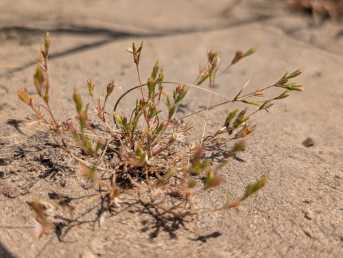 Tiny Pygmydaisy (Pentachaeta alsinoides)