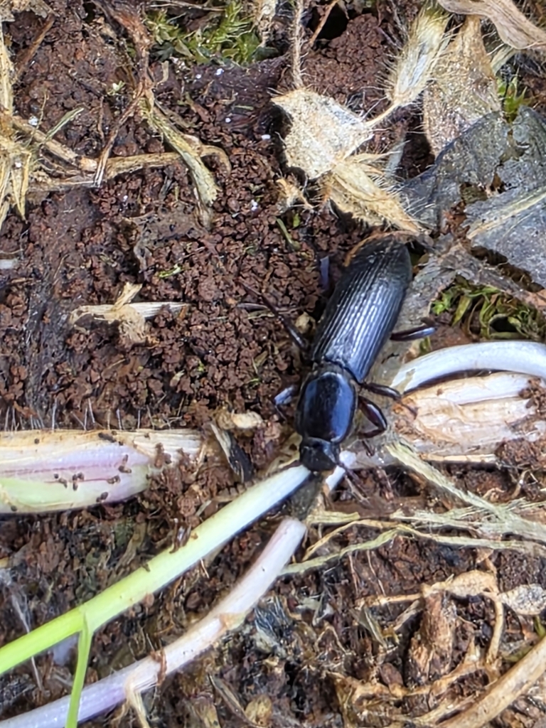 Belopus elongatus
