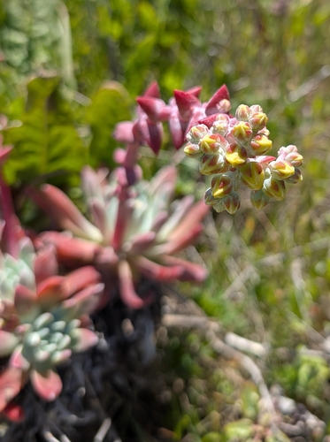 Dudleya greenei