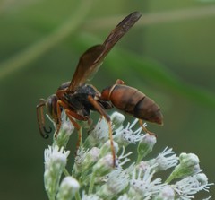 Strepsiptera