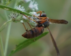 Strepsiptera