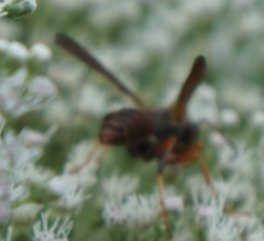 Strepsiptera