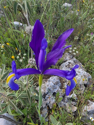 Avistamiento Iris azul de las marismas (Iris xiphium)