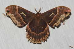 Callosamia angulifera