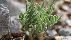 Oxytropis lambertii