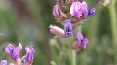 Oxytropis lambertii