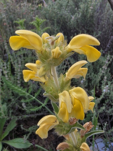 Avistamiento Phlomis lychnitis