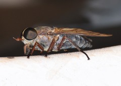 Tabanus proximus