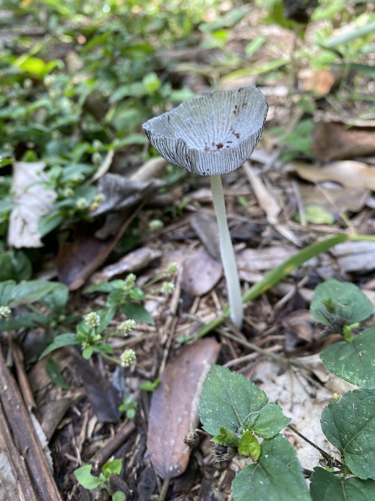 Coprinopsis lagopus · May 2025 · photo: © tutitah (iNaturalist, cc0)