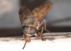 Tabanus proximus