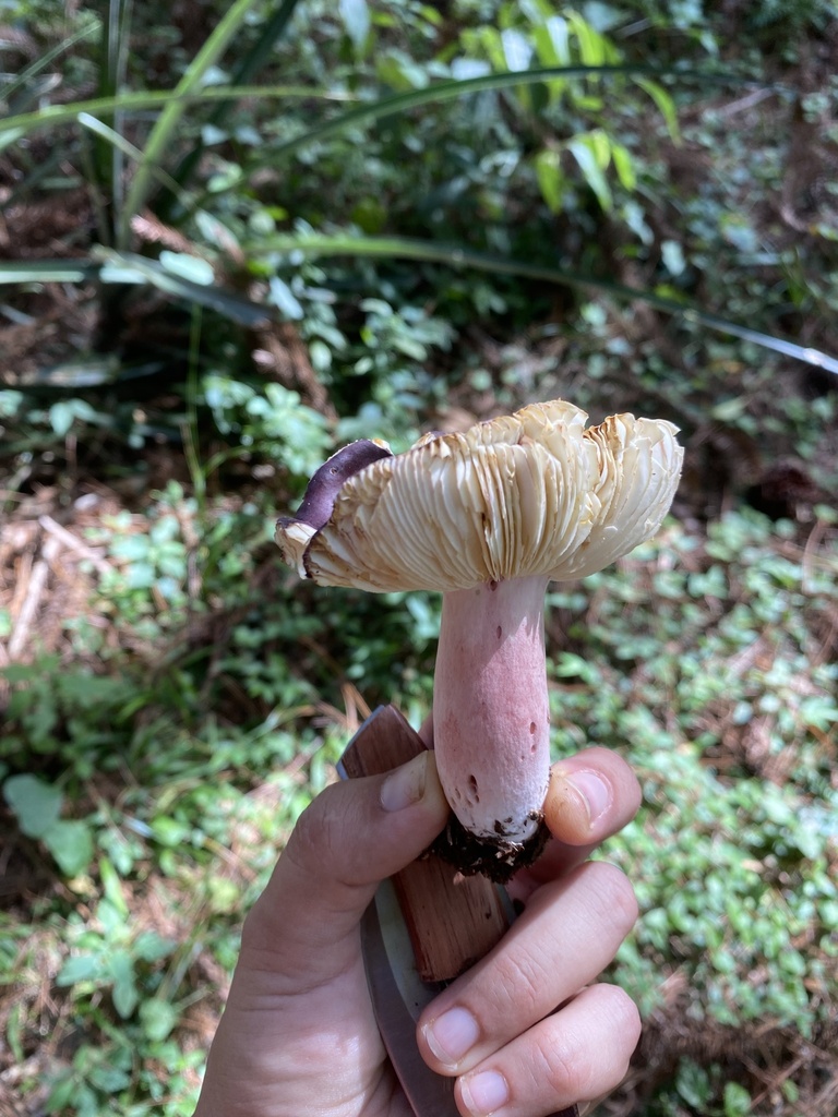 Russula sardonia · May 2025 · photo: © tutitah (iNaturalist, cc0)