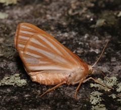 Sabulodes niveostriata