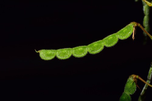 Desmodium incanum