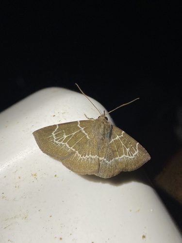Antiblemma harmodia