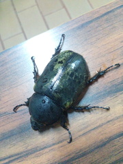 Dynastes hyllus