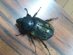 Dynastes hyllus