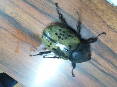 Dynastes hyllus