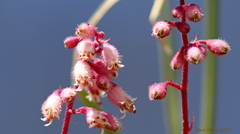 Heuchera pulchella