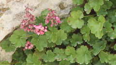 Heuchera pulchella