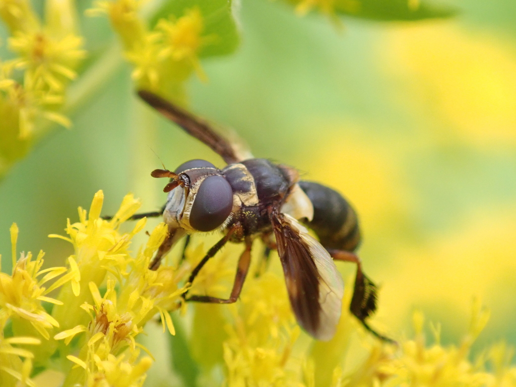 Trichopoda