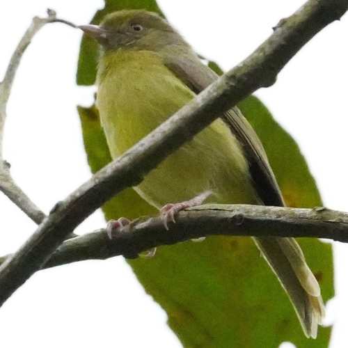 Olivaceous Greenlet (Hylophilus olivaceus), photo 4